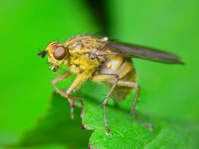 Scathophaga stercoraria (Linnaeus, 1758)